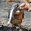 用水路のカワセミ♀若鳥・初個体 .