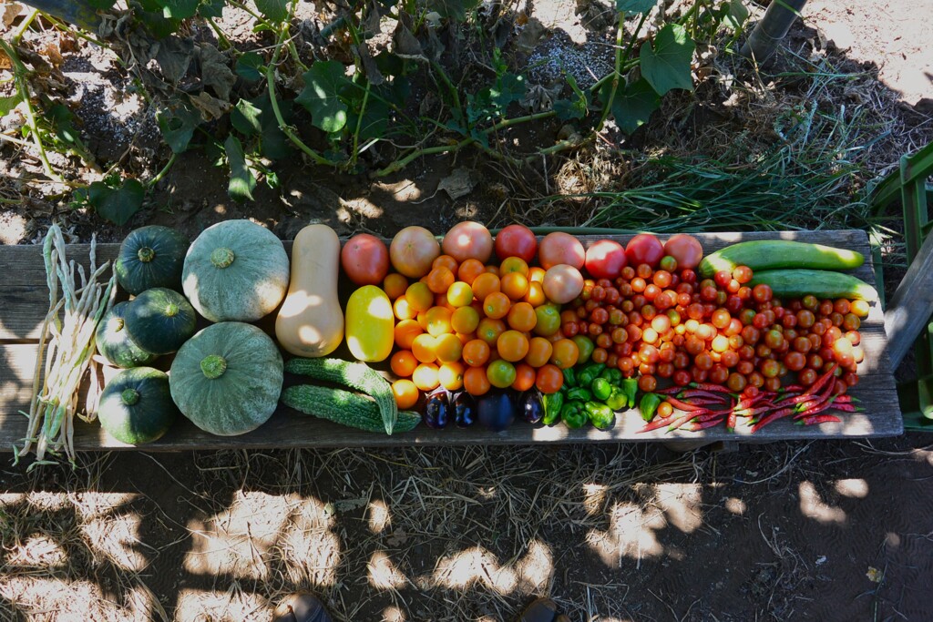 菜園・8月3日 (全体収穫)