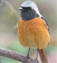 菜園の前向きオオ・ジョウビタキ♂ 