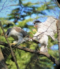 満を持して飛び乗るオオタカ♂