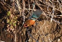 K川・中流域のカワセミ♂ 