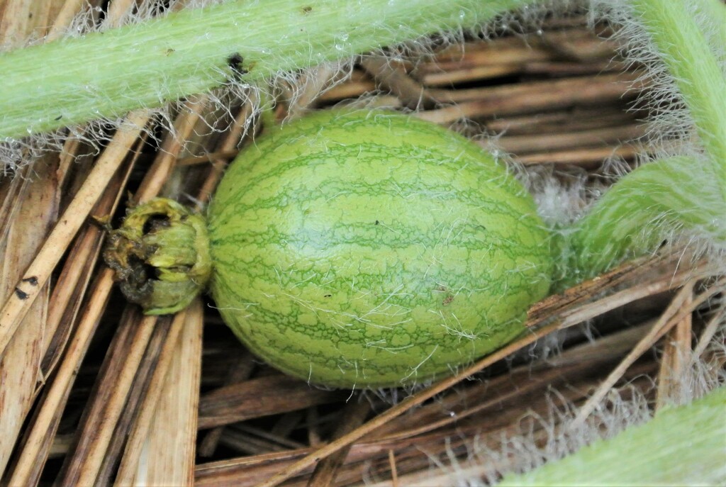 大玉スイカの赤ちゃん