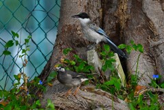 我が家付近・オナガごま塩頭とムクドリ