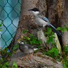 我が家付近・オナガごま塩頭とムクドリ