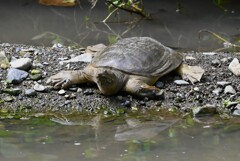 K川・中流域のスッポン