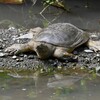 K川・中流域のスッポン