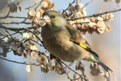 木の実を食べるカワラヒワ