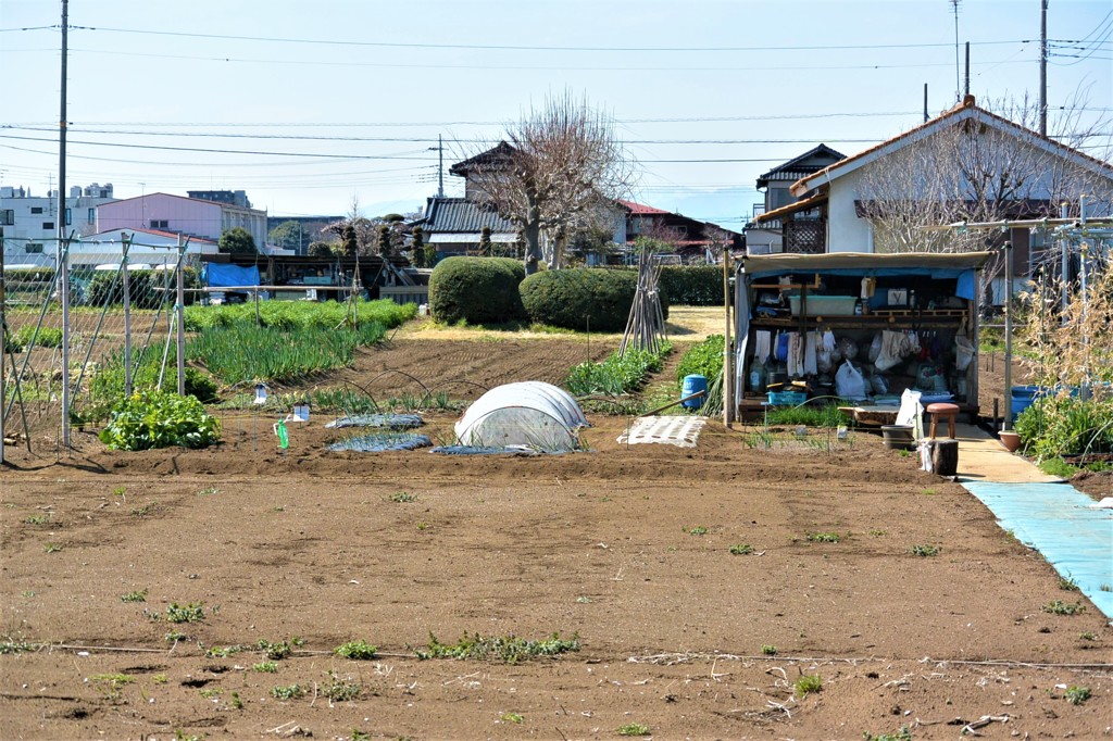 ジャガイモ植え込み後の道具小屋