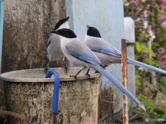 オナガの水飲み