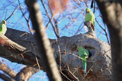 用水路・巣の物色をする4羽のワカケホンセイインコ（画像には3羽のみ）