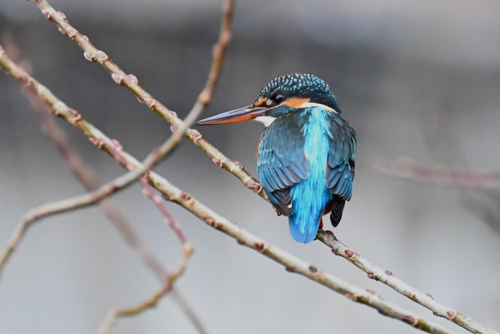 K川・上流域のカワセミ♀ 