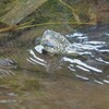 用水路・クサガメあっぷあっぷ