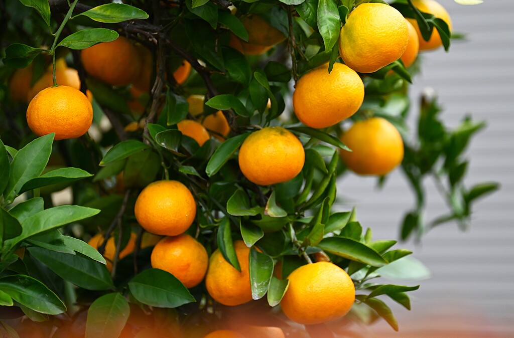 連絡道・ガラガラ生りのミカン