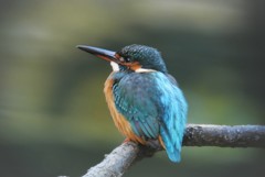 冬・ふくらんだカワセミ♀
