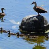 K川中流域・よそ者をスルー、カルガモ6羽のひなとお母さん