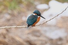 Ｋ川・最上流域のカワセミ♂ 