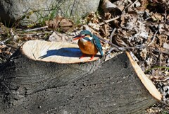 K川中流域・魚を食べるカワセミ♀切り株の上で・