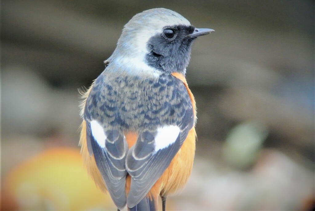 菜園のオオ・ジョウビタキ♂ 