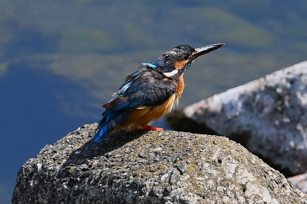 K川下流域・カワセミ♀