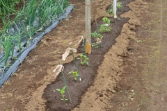 ピーマン・トマト苗植込み