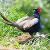 菜園・キジ♂ホロ打ち後