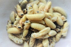 コガタスズメ蜂の幼虫アップ