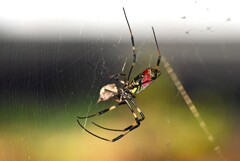 用水路・食事中のジョロウグモ