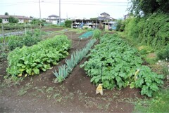 新区画のジャガイモ