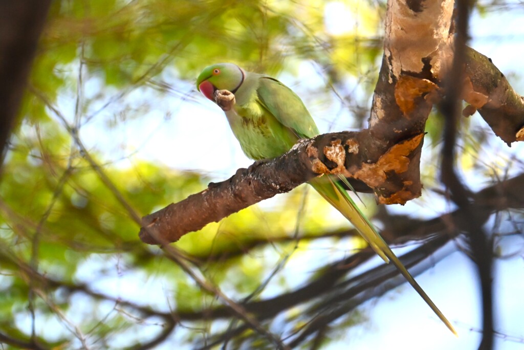 用水路・ワカケホンセイインコ♀