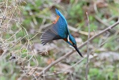 Ｋ川・中流域のカワセミ♂飛び出し