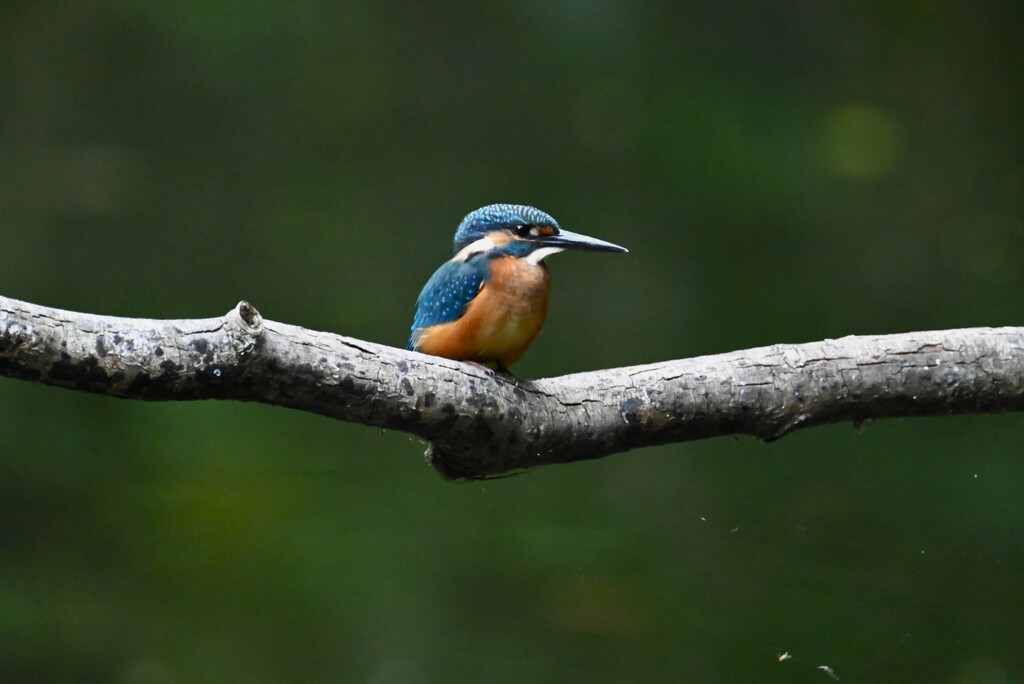 都内公園・カワセミ♂幼鳥Ａ
