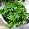 菜園・バジル