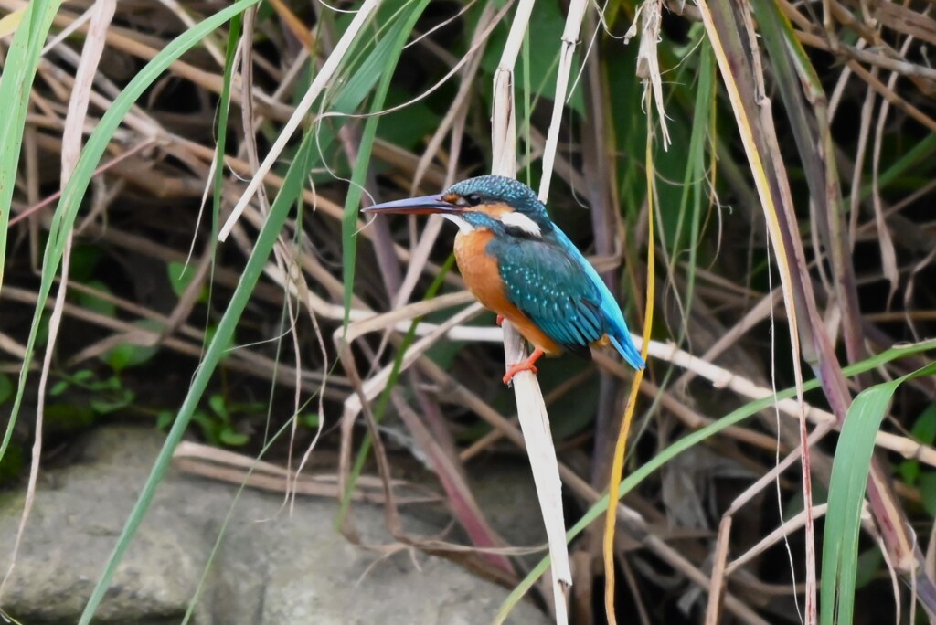 K川・下流域のカワセミ♀