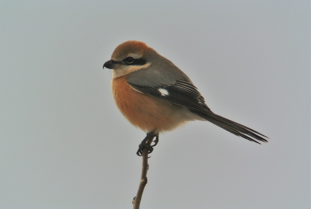 冬・ふくらんだモズ♂