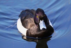 都内公園・キンクロハジロ♂