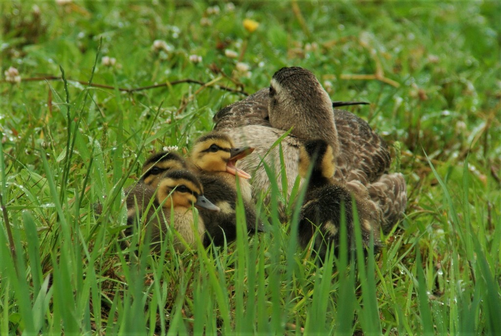 安らぎのひと時