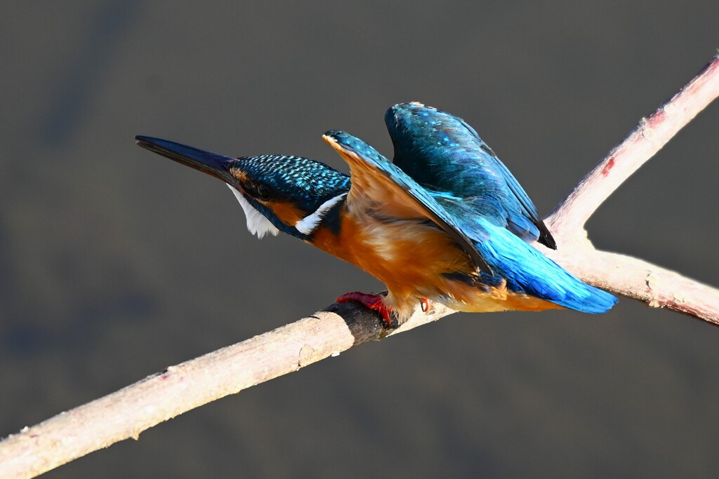 K川上流域・二羽目の♀ 