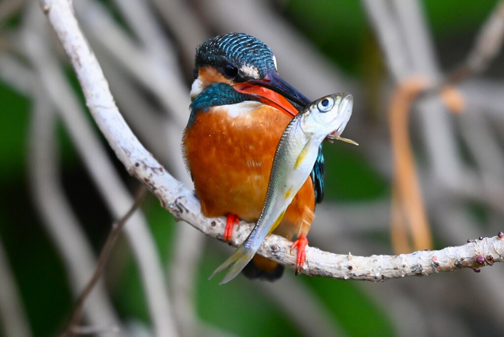 用水路・カワセミ♀若大物ゲット 