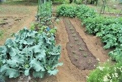 ラッカセイ自作苗植え込み