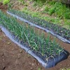 菜園・タマネギも順調に・・