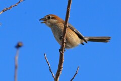 K川下流域・モズ♀の高鳴き