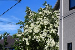 連絡道・見事なヤマボウシの花