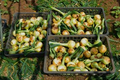 菜園・5月16日タマネギ全収穫 