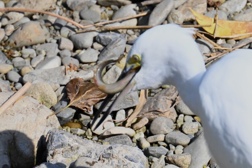 Ｋ川・オオドジョウを呑み込むかコサギ