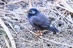 K川下流域・ムクドリ