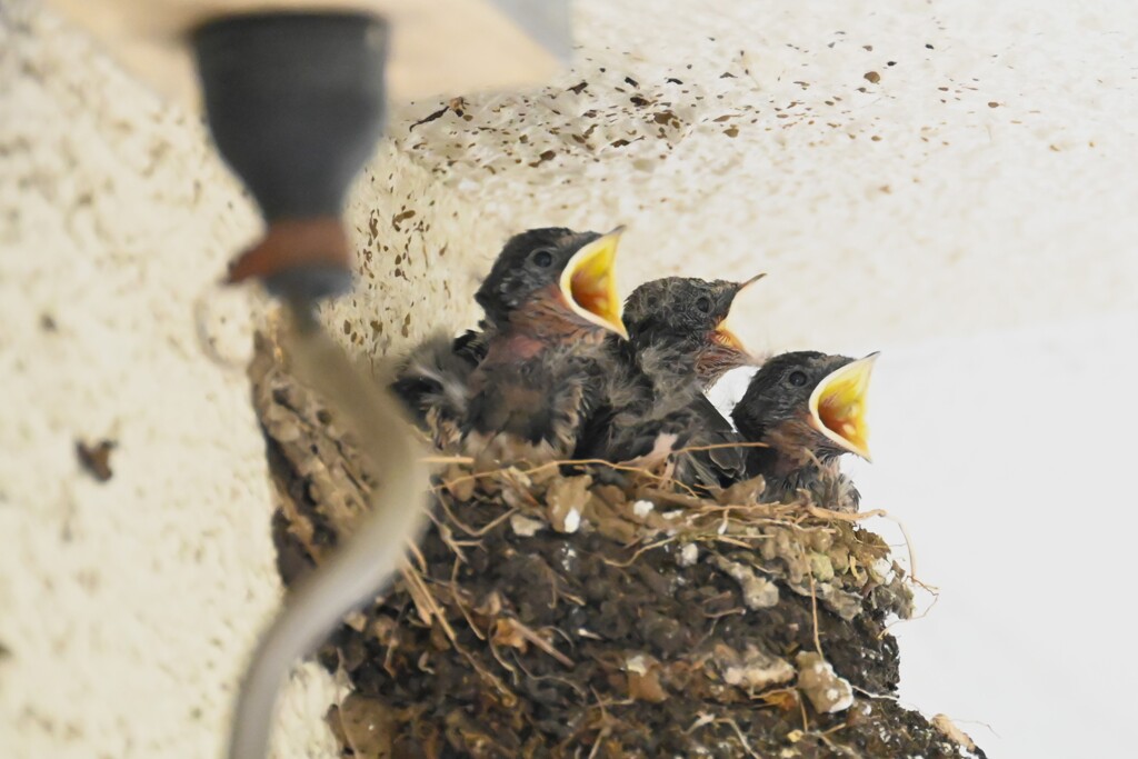 ツバメラッシュ４・少し大きめの3羽の雛