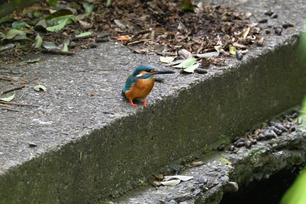 用水路・朝のカワセミ♂とタニシ