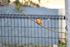 用水路・今日の初カワセミ♀