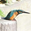 カワセミ♂若バトル中 