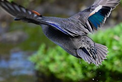 K川上流域・残念！コガモ飛翔
